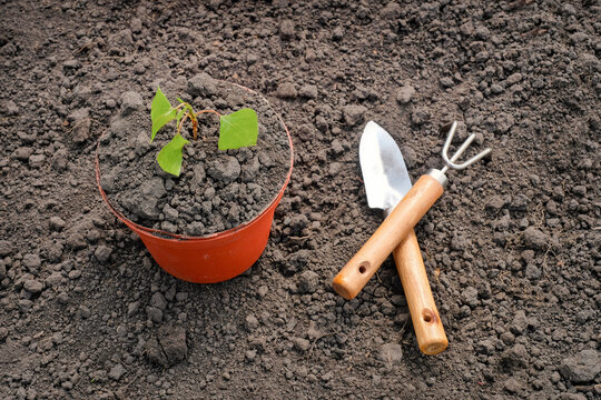 Planting a small plant on a pile of soil using garden tools. The concept of agriculture, organic gardening, planting or ecology