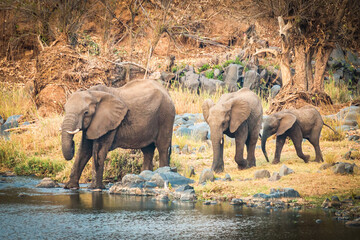 african elephant family at watering hole, greater kruger area, south africa