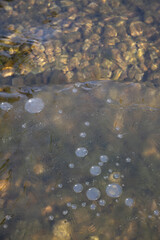 Ice Formations on frozen Upper Truckee River in the Tahoe Basin during Winter
