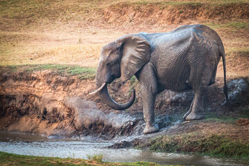 african elephant at watering hole, greater kruger area, south africa