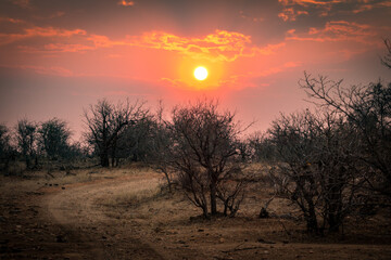 sunset in the african bushes, greater kruger area, south africa