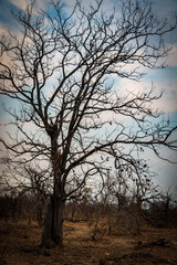 sunrise in the bushes, greater kruger area, south africa
