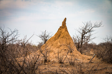 giant termite mound in greater kruger area, south africa