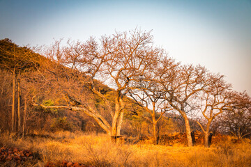 Fototapeta na wymiar sunset at morning sun national park, south africa