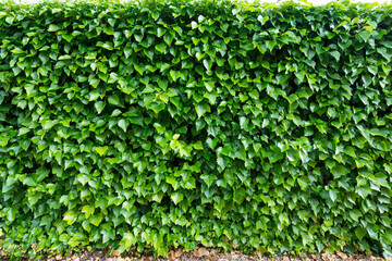 nice exterior wall covered with green ivy leaves