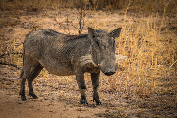 warthog in the wild, zimbabwe