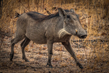 warthog in the wild nature, zimbabwe