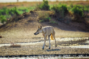 A steppe wolf (Canis lupus campestris) is running near the reservoir.. Chyornye Zemli (Black Lands) Nature Reserve, Kalmykia region, Russia.