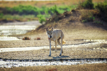 A steppe wolf (Canis lupus campestris) is running near the reservoir.. Chyornye Zemli (Black Lands) Nature Reserve, Kalmykia region, Russia.