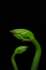 Macro photography. Photographs with a shallow depth of field, the real subject is only a few millimeters long.