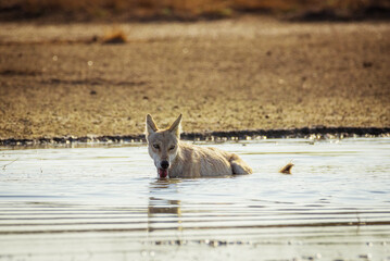 A wet steppe wolf (Canis lupus campestris) bathes and drinks water in the lake. Chyornye Zemli...