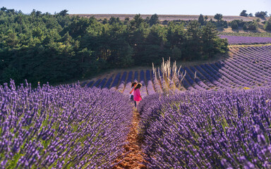 Walk in a lavender field