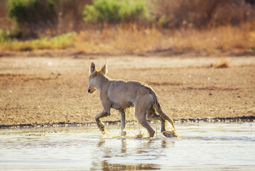 A wet steppe wolf (Canis lupus campestris) runs across the lake. Chyornye Zemli (Black Lands) Nature Reserve, Kalmykia region, Russia.