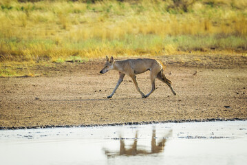 A wet steppe wolf (Canis lupus campestris) is running near the reservoir. Chyornye Zemli (Black Lands) Nature Reserve, Kalmykia region, Russia.