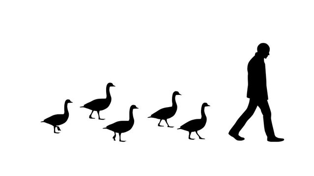 Walking man and geese, animation on the white background