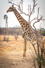 giraffe in the wild, zimbabwe