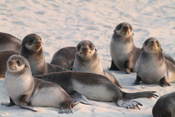 Fototapeta premium Fur Seal Nursery