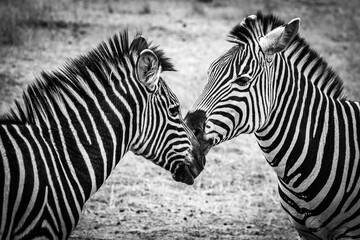 Fototapeta na wymiar two zebras in the wilderness, zimbabwe, black and white