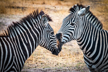two zebras in the wild, zimbabwe