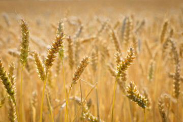 Nature, rich harvest and agriculture concept, ripe spikelets of wheat. Rural landscape under sunlight. Cereal fields on a summer day. Ripe ears background. close-up