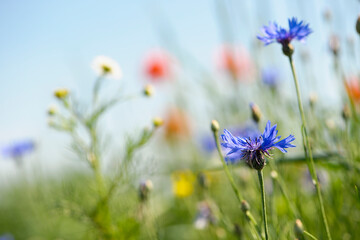beautiful blue wildflowers. decorate the side of the field road. shallow focus, bokeh. wildflowers, spring natural background, place for text