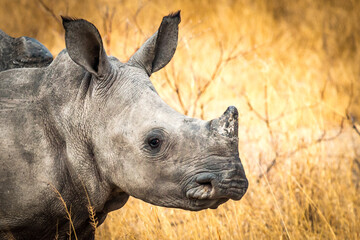 white baby rhino in the wild, baby, zimbabwe