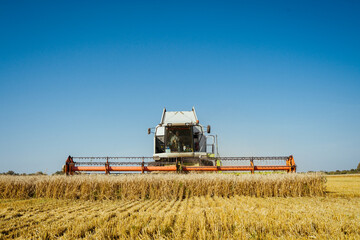Fototapeta premium Combine harvester harvests ripe wheat. Ripe ears of gold field on the sunset cloudy orange sky background. . Concept of a rich harvest. Agriculture image.