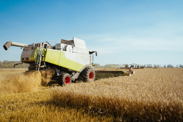 Combine harvester harvests ripe wheat. Ripe ears of gold field on the sunset cloudy orange sky...
