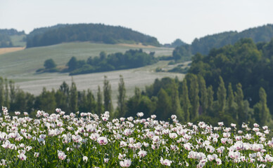 poppy, poppy field, Czechia