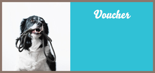 Voucher Designed for Petshop, Veterinary Clinics, Pet Salons etc. Portrait of Cute Border Collie Holding a leash.