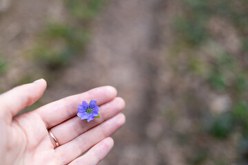 A lilac flower hepática in a woman's hand. A walk through the spring forest