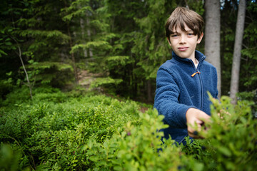 Young boy picking blueberries in autumn forest