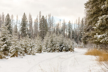 Winter scene of old country road winding through evergreen trees after a recent snowfall