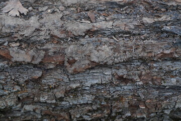 tree bark close-up 