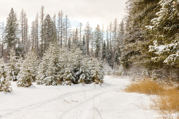 Winter scene of old country road winding through evergreen trees after a recent snowfall