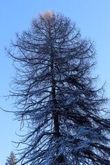 Tree in winter without leaves. Upper branches illuminated by the sun. The photo in portrait.