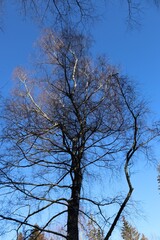 Tree in winter without leaves. Upper branches illuminated by the sun. The photo in portrait.
