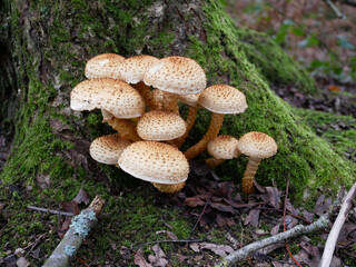 Cluster of shaggy scalycap growing at the base of a tree