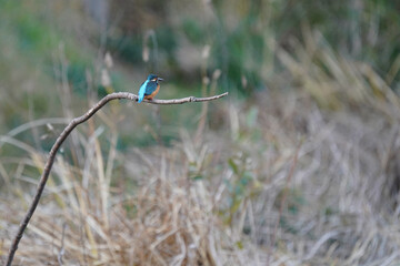 kingfisher on the branch