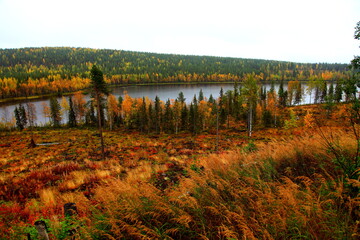 autumn nature of northern norway
