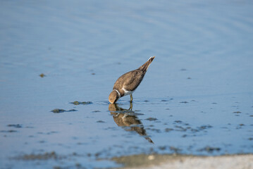 Bird Charadrius catching insects on the lake. Chyornye Zemli (Black Lands) Nature Reserve, Kalmykia region, Russia.
