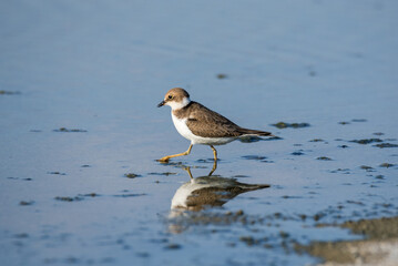 Bird Charadrius catching insects on the lake. Chyornye Zemli (Black Lands) Nature Reserve, Kalmykia region, Russia.
