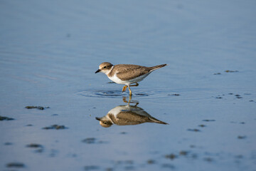 Bird Charadrius catching insects on the lake. Chyornye Zemli (Black Lands) Nature Reserve, Kalmykia region, Russia.
