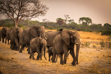 african elephants, hwange national park, zimbabwe, sunset