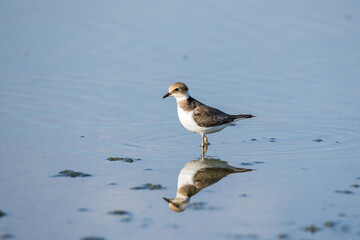 Bird Charadrius catching insects on the lake. Chyornye Zemli (Black Lands) Nature Reserve, Kalmykia region, Russia.
