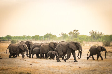 african elephants , hwange national park, zimbabwe, sunset
