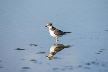 Bird Charadrius catching insects on the lake. Chyornye Zemli (Black Lands) Nature Reserve, Kalmykia region, Russia.
