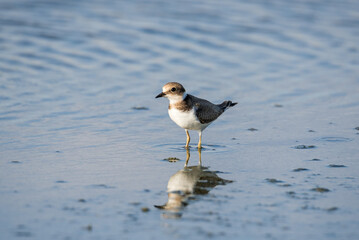 Bird Charadrius catching insects on the lake. Chyornye Zemli (Black Lands) Nature Reserve, Kalmykia region, Russia.
