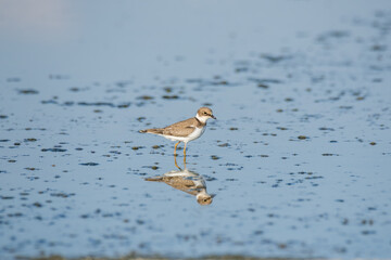 Bird Charadrius catching insects on the lake. Chyornye Zemli (Black Lands) Nature Reserve, Kalmykia region, Russia.
