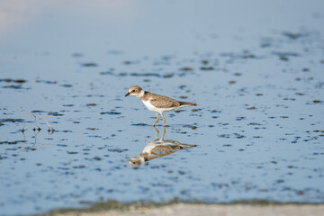 Bird Charadrius catching insects on the lake. Chyornye Zemli (Black Lands) Nature Reserve, Kalmykia region, Russia.
